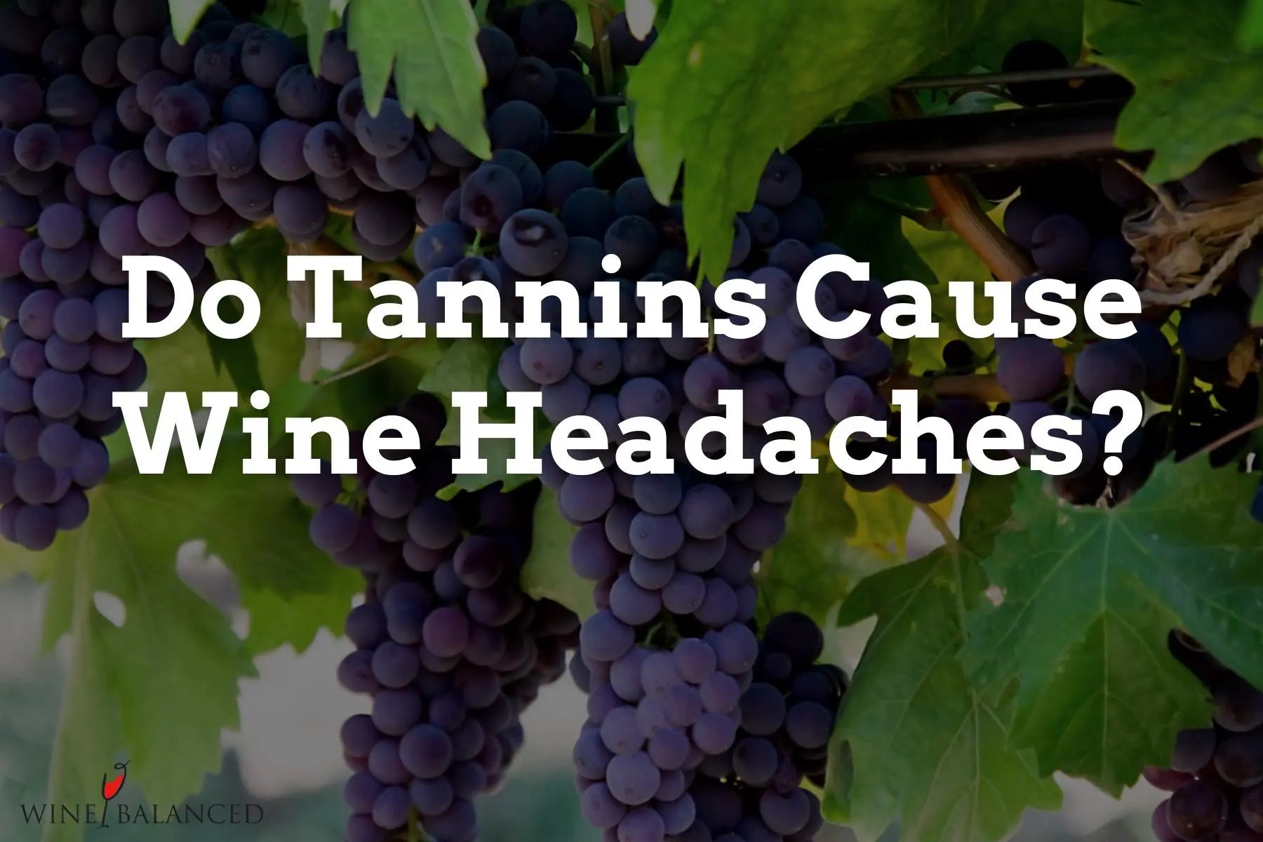 Tannins and Headaches Unveiling a Filtering Solution Wine Balanced